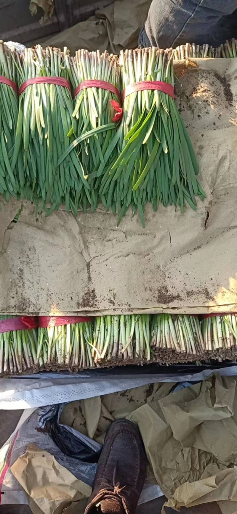 河北韭菜大量上市货源充足量大从优质量保证欢迎咨询