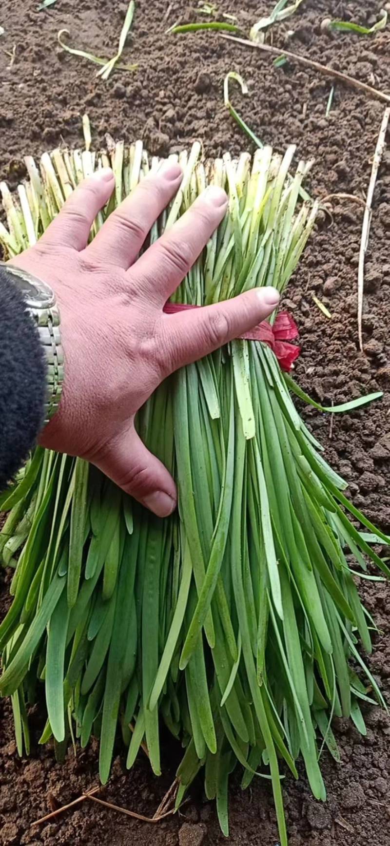 河北韭菜大量上市货源充足量大从优质量保证欢迎咨询