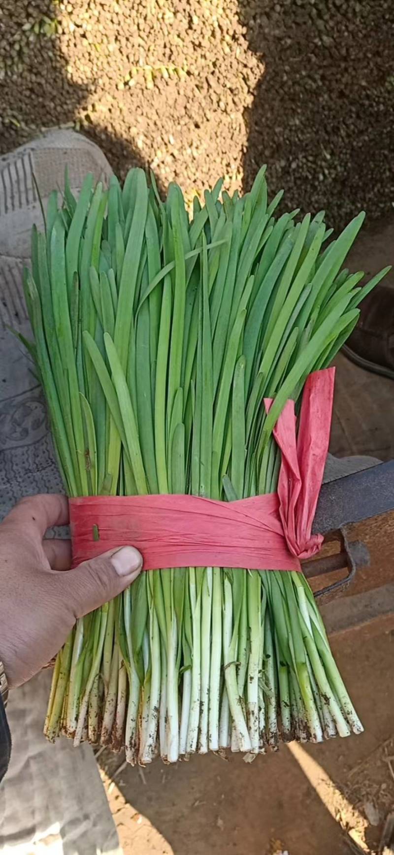 河北韭菜大量上市货源充足量大从优质量保证欢迎咨询