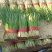 河北韭菜大量上市货源充足量大从优质量保证欢迎咨询
