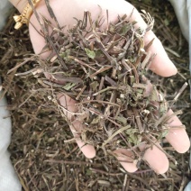 薄荷祥泰药材栈中药材批发零售实物拍摄量多从优欢迎购买