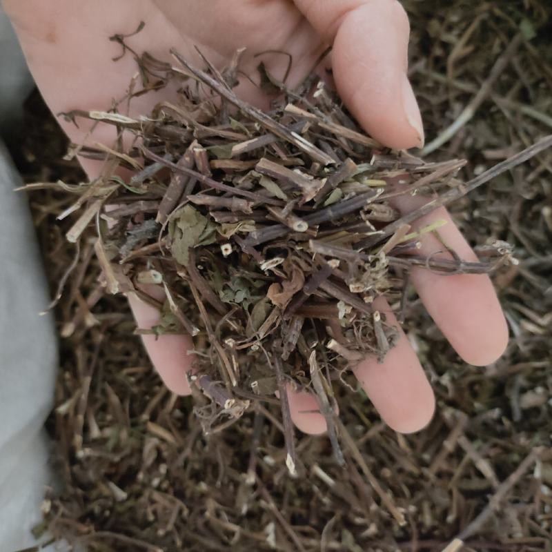 薄荷祥泰药材栈中药材批发零售实物拍摄量多从优欢迎购买