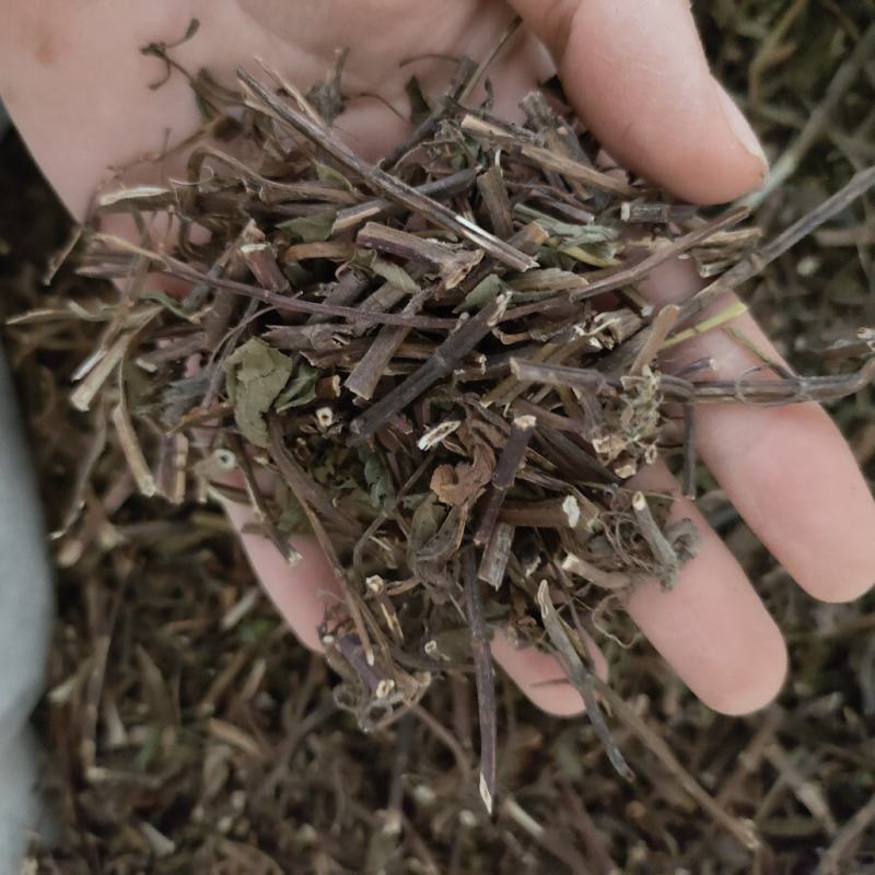 薄荷祥泰药材栈中药材批发零售实物拍摄量多从优欢迎购买