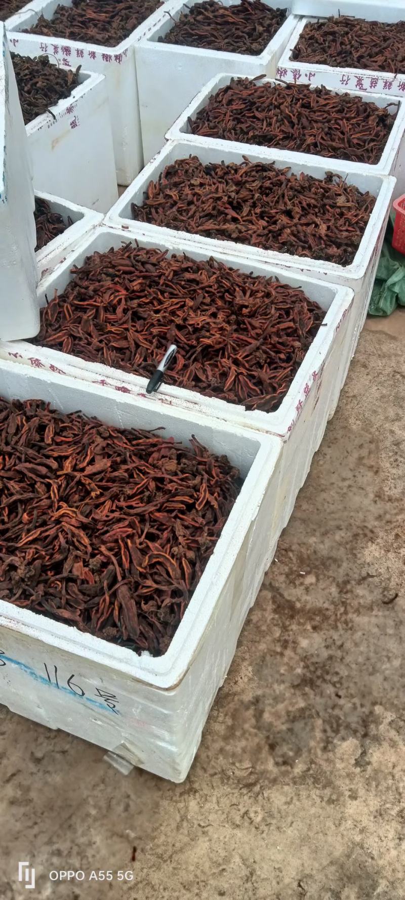 野生回春草花粉头
