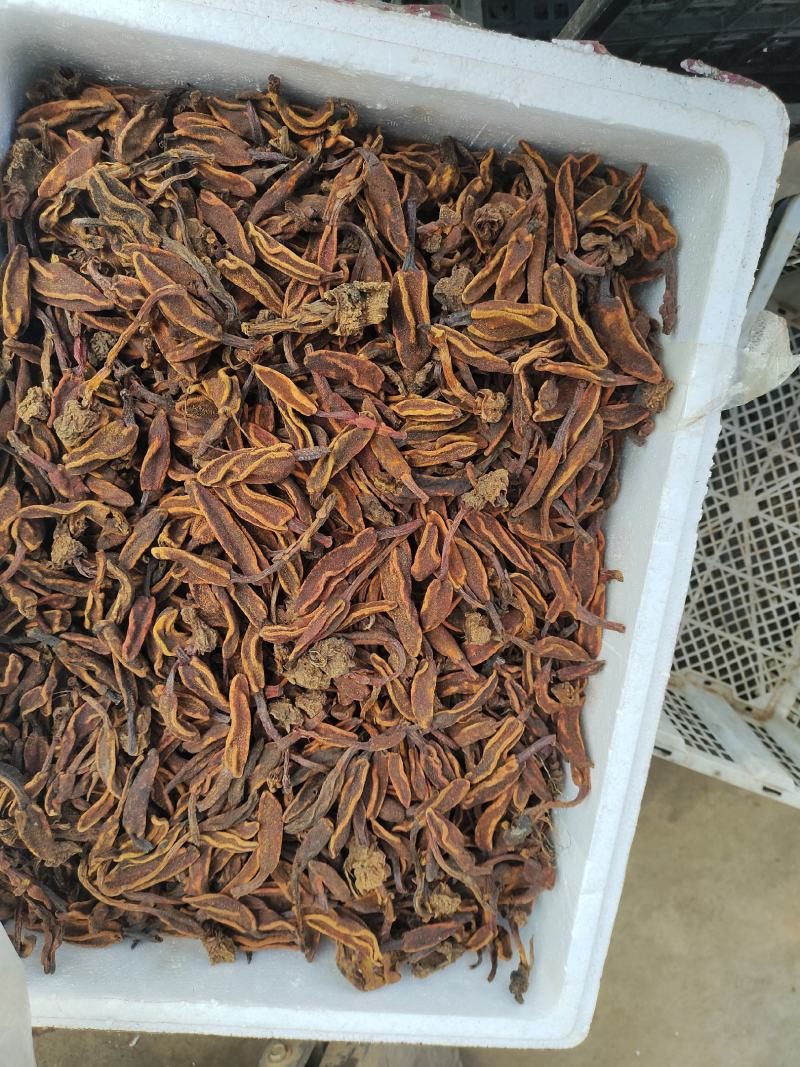 野生回春草花粉头