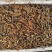 野生回春草花粉头