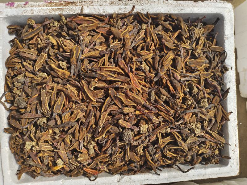 野生回春草花粉头