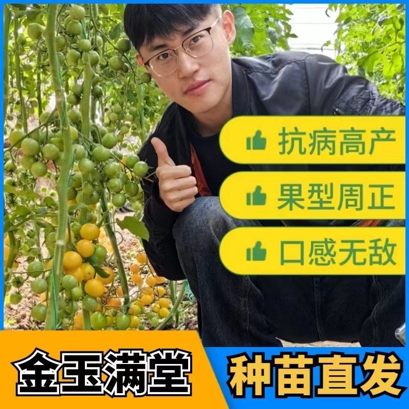 黄色圣女果苗圆球型小西红柿苗超甜产量高抗病性强适合采摘园