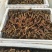 回春草还有10天开始上市
