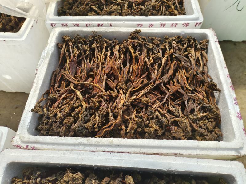 回春草还有10天开始上市