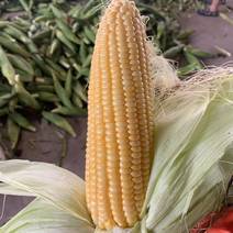 鲜玉米花糯玉米，甜糯玉米，糯玉玉米产地直发一手货源