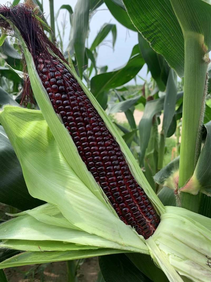 鲜玉米花糯玉米，甜糯玉米，糯玉玉米产地直发一手货源