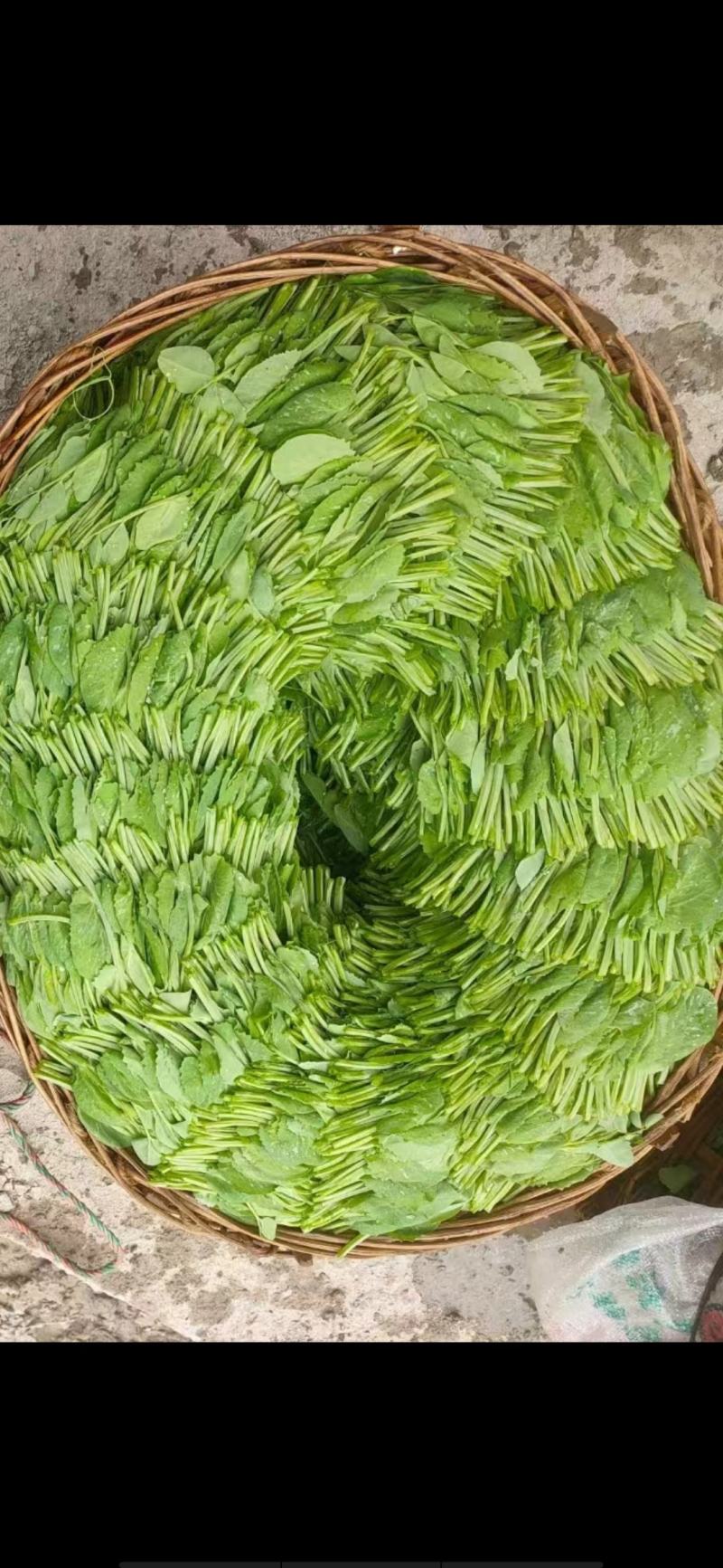 贵州豌豆尖