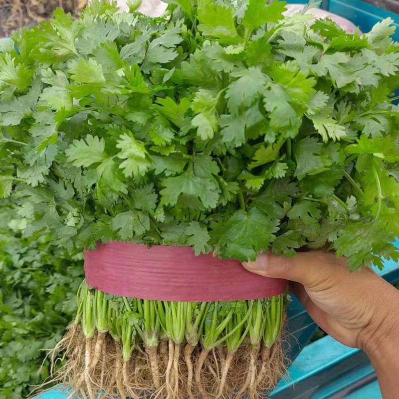 大叶香菜，25公分左右，产地直销一手货源，