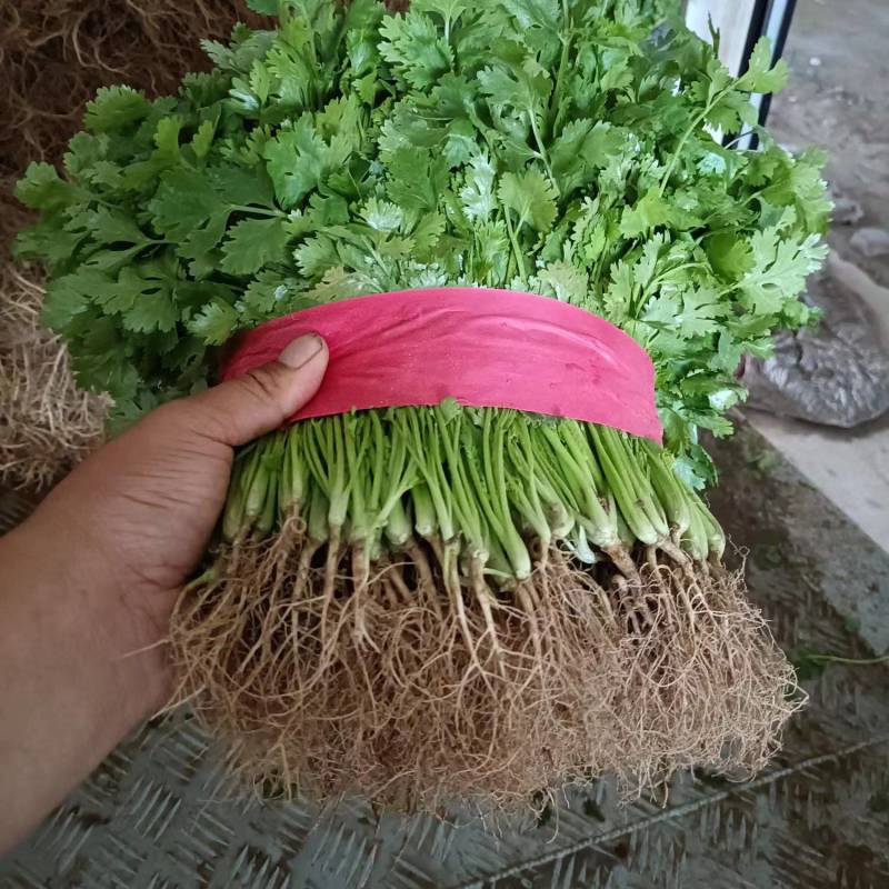 大叶香菜，25公分左右，产地直销一手货源，