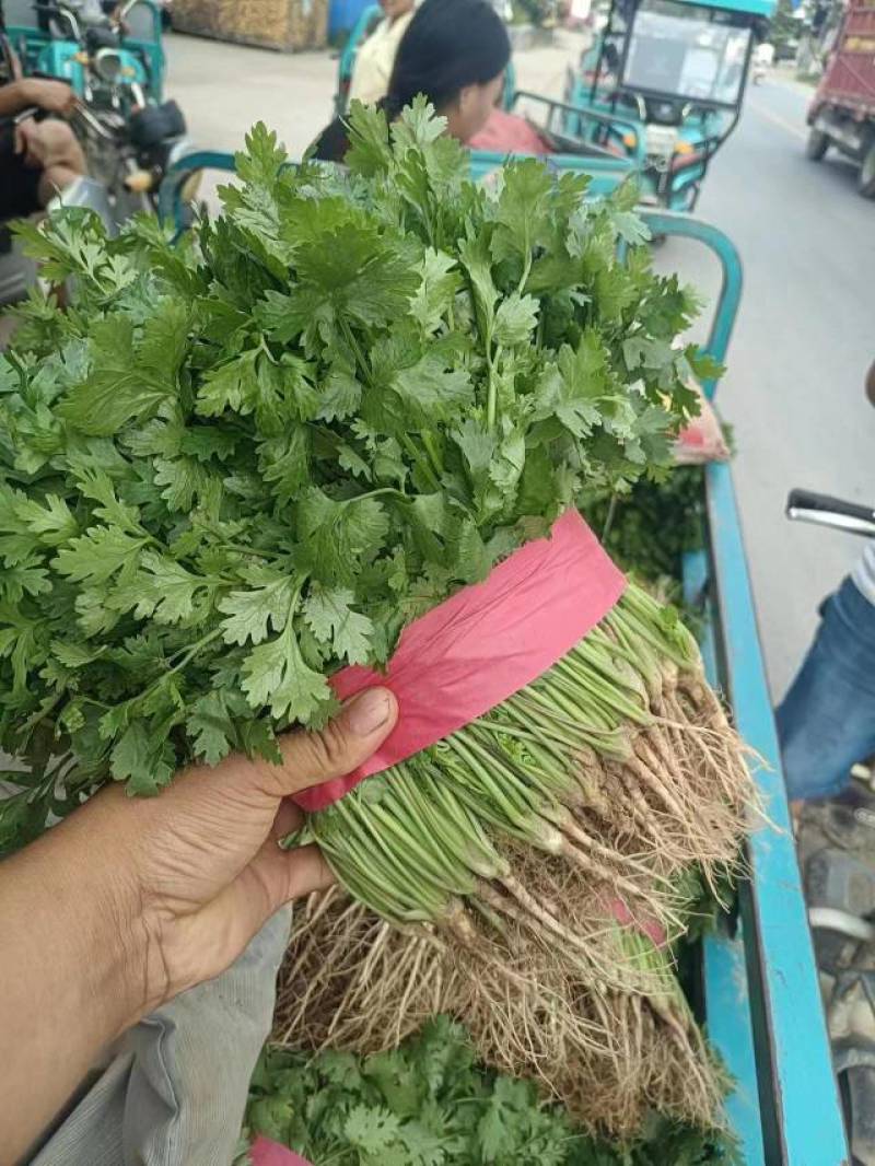 大叶香菜，25公分左右，产地直销一手货源，