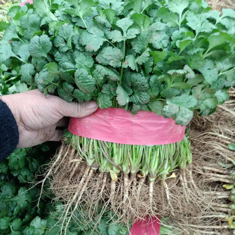 大叶香菜，25公分左右，产地直销一手货源，