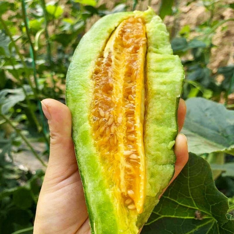 山东寿光精品羊角蜜甜瓜产地一手货源规格齐全欢迎咨询
