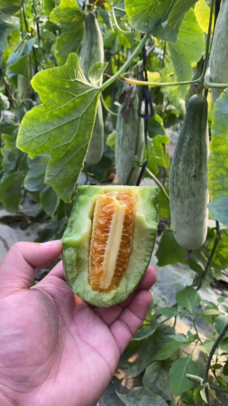 山东寿光精品羊角蜜甜瓜产地一手货源规格齐全欢迎咨询