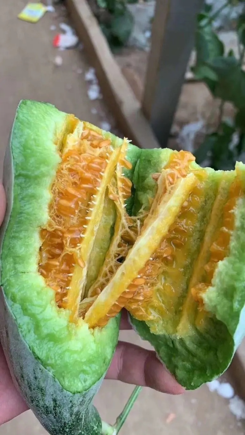山东寿光精品羊角蜜甜瓜产地一手货源规格齐全欢迎咨询