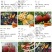 桃新品种早熟晚熟特大果香甜毛桃油桃蟠桃黄桃蜜桃