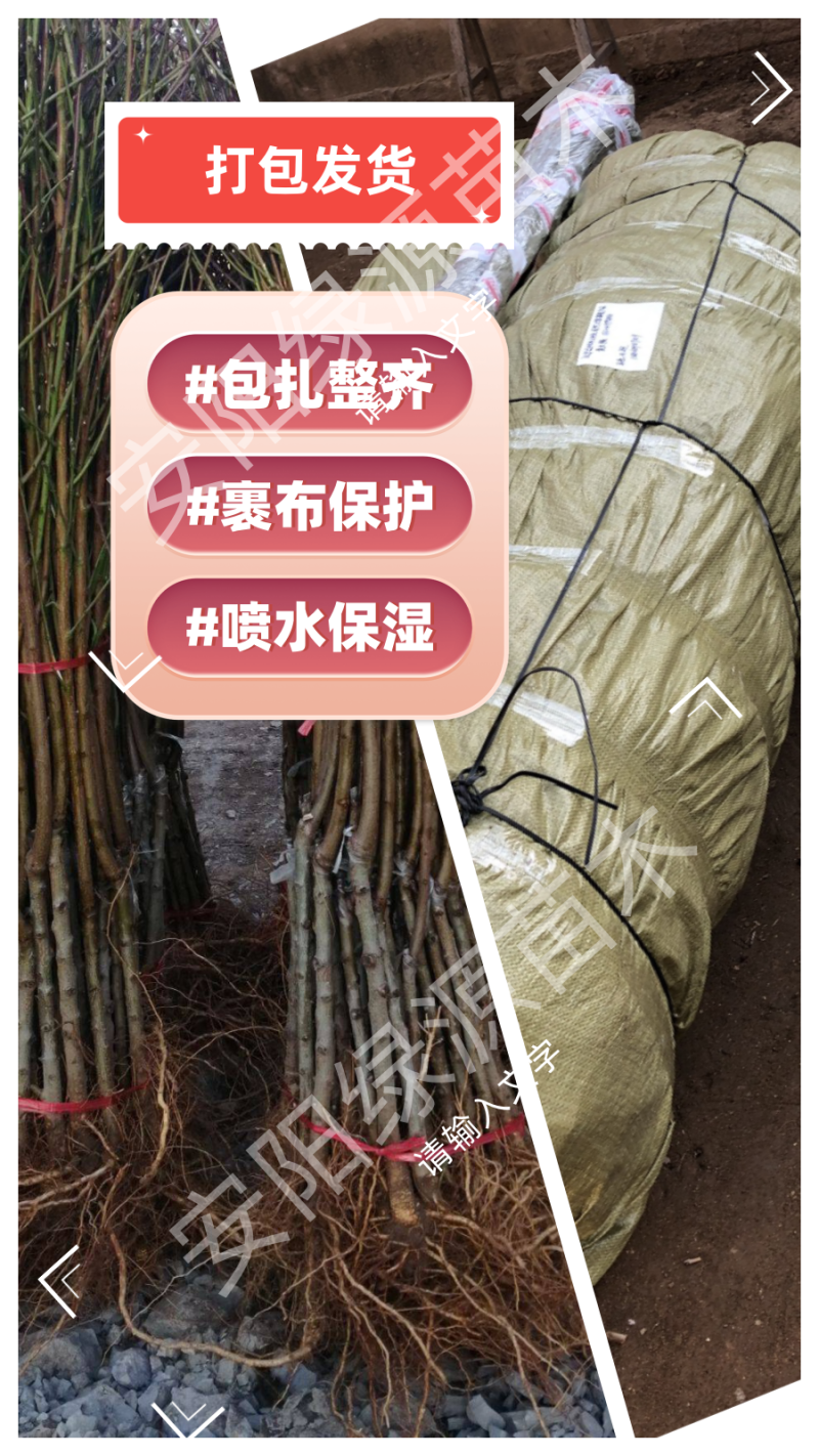 桃新品种早熟晚熟特大果香甜毛桃油桃蟠桃黄桃蜜桃
