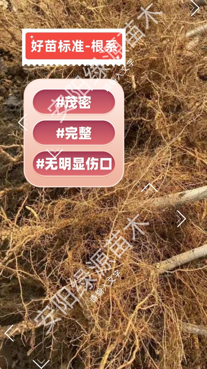 桃新品种早熟晚熟特大果香甜毛桃油桃蟠桃黄桃蜜桃