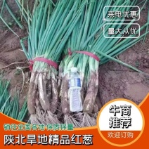 陕北旱地精品红葱价格优惠品质保证供市场商超电商