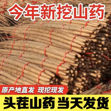 河北铁棍山药新鲜蔬菜农家自种山药小白嘴河北山药特产小白嘴