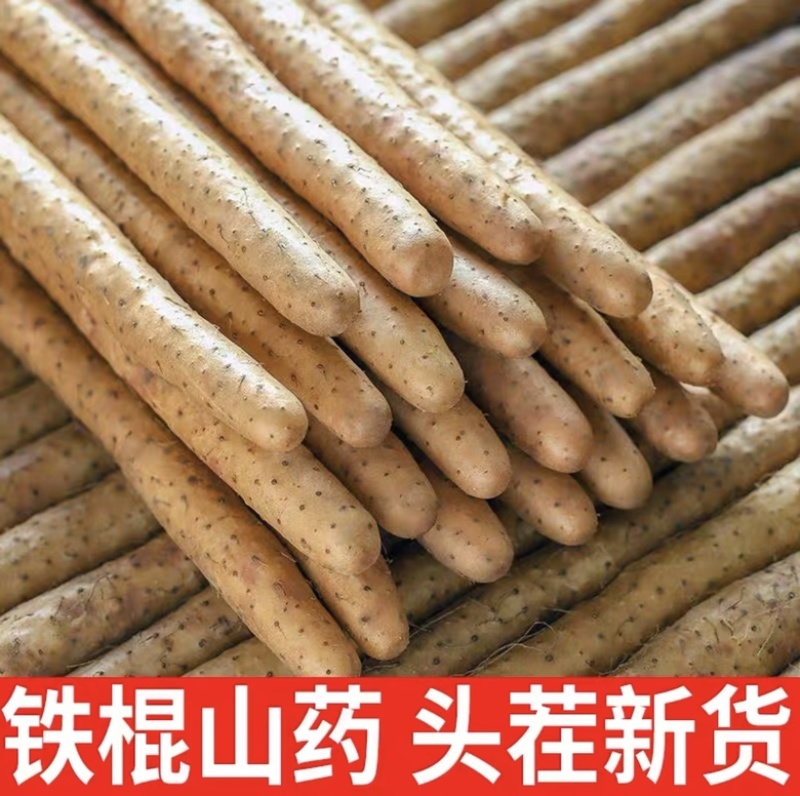 河北铁棍山药新鲜蔬菜农家自种山药小白嘴河北山药特产小白嘴