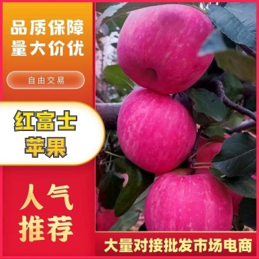 精品苹果红富士苹果现摘现发口感脆甜代发全国欢迎咨询