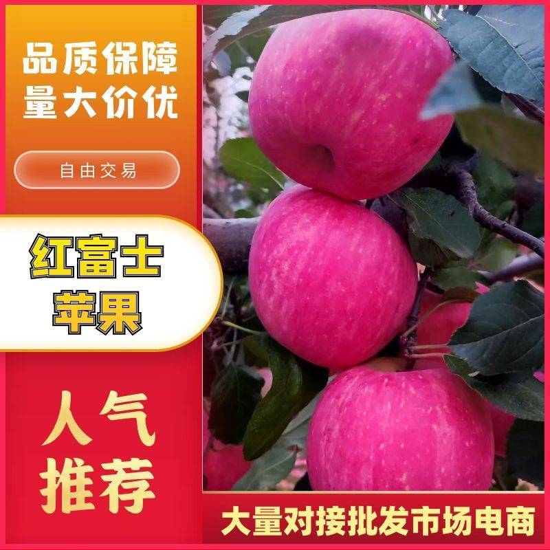 精品苹果红富士苹果现摘现发口感脆甜代发全国欢迎咨询