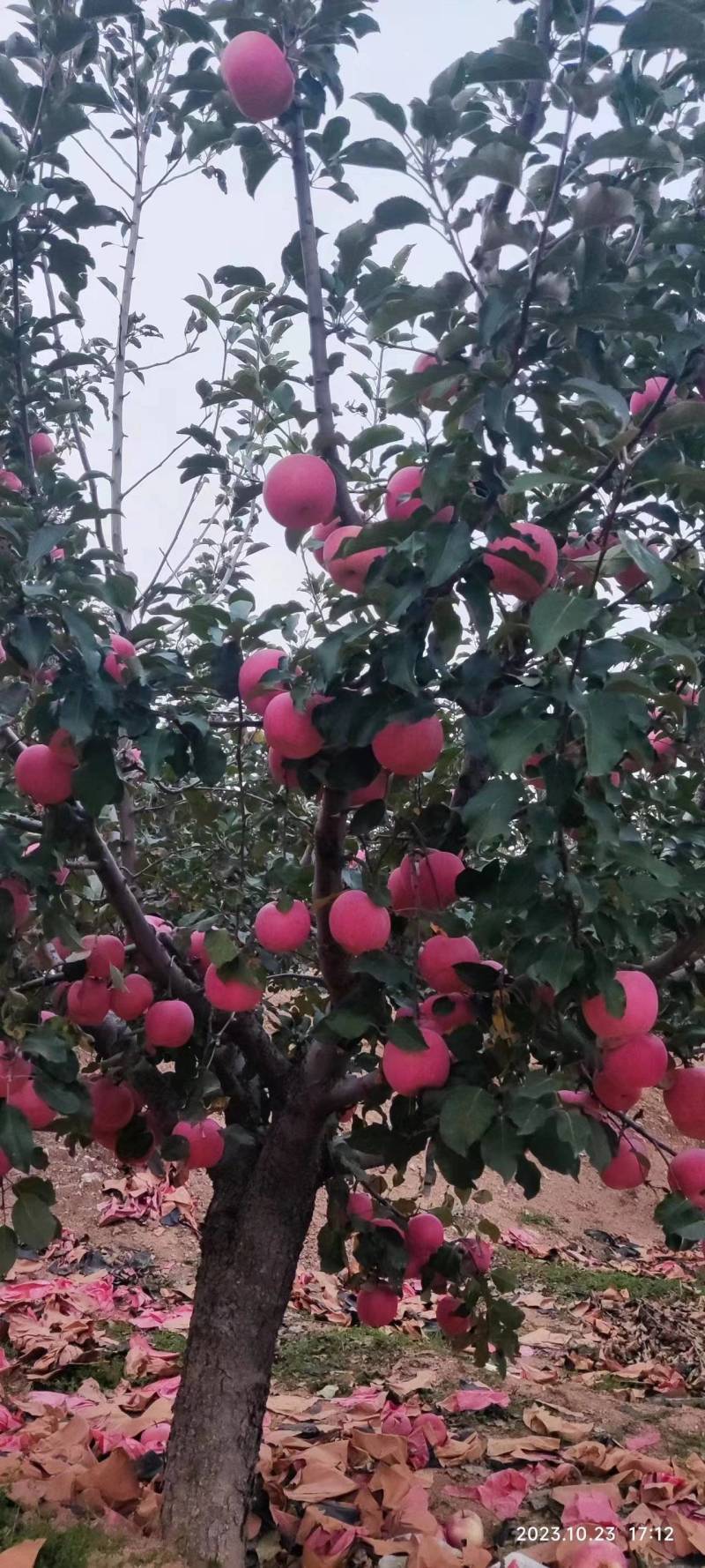 精品苹果红富士苹果现摘现发口感脆甜代发全国欢迎咨询