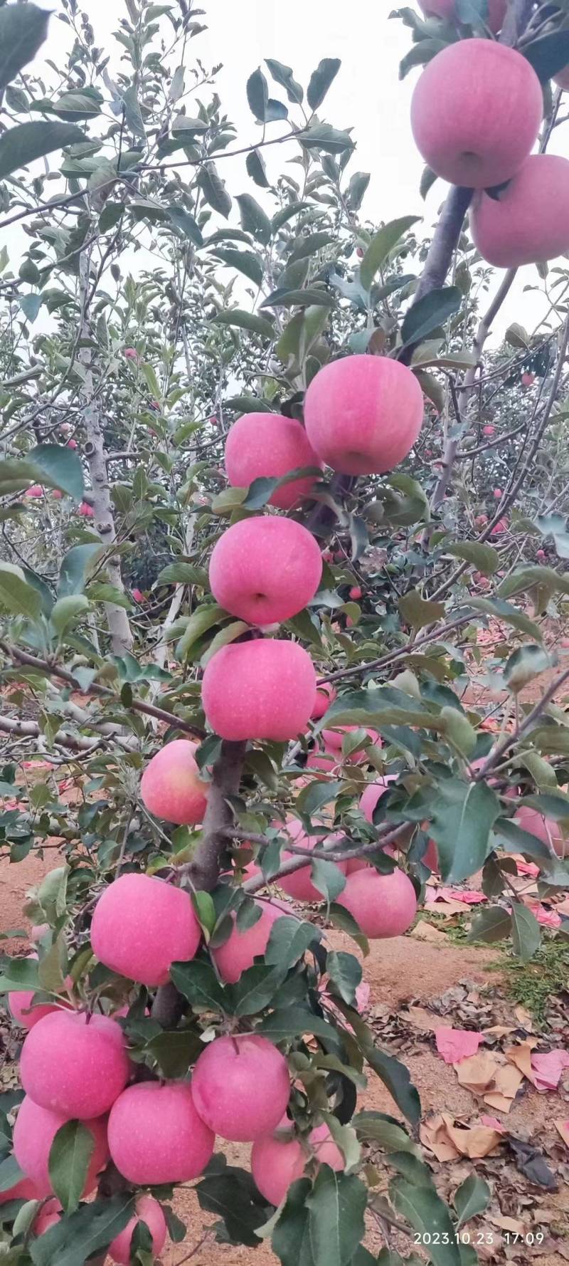 精品苹果红富士苹果现摘现发口感脆甜代发全国欢迎咨询