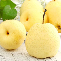 山西精品酥梨产地一手货源全国发货欢迎来电咨询