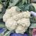 菜花精品有机花菜安徽产地大量上市价格不贵保质保量