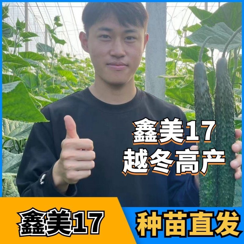 强雌油亮绿瓤青瓤黄瓜苗鑫美17越冬抗病毒产量高节节有瓜