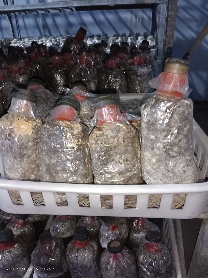 羊肚菌低价销售开始了