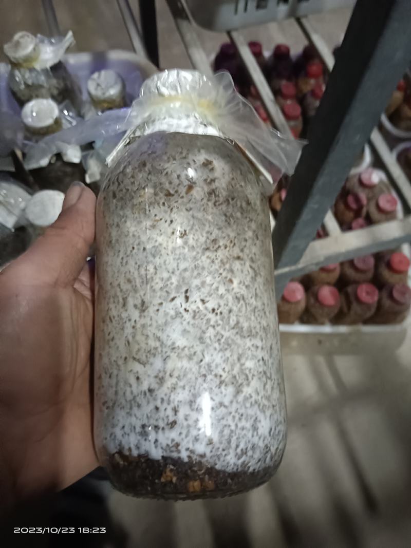 羊肚菌低价销售开始了