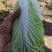 大白菜