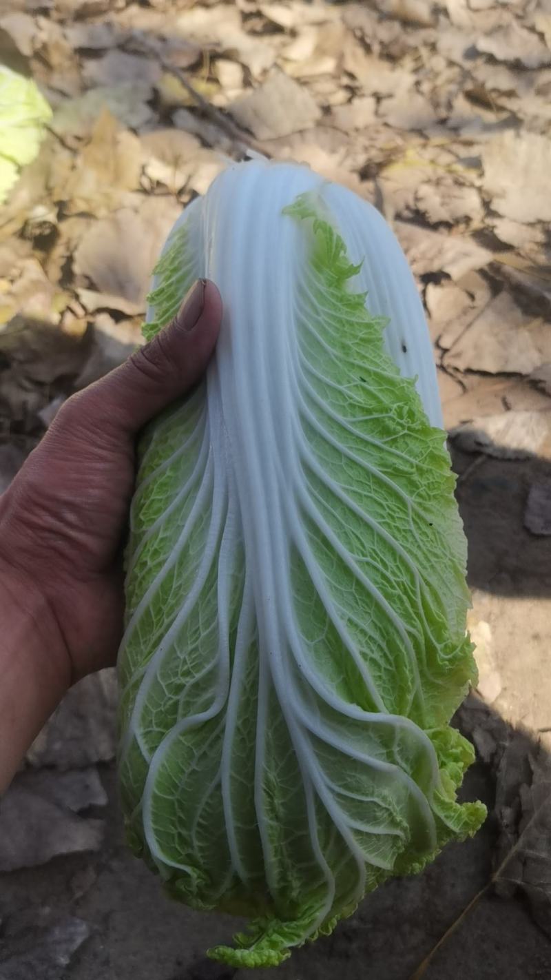 大白菜
