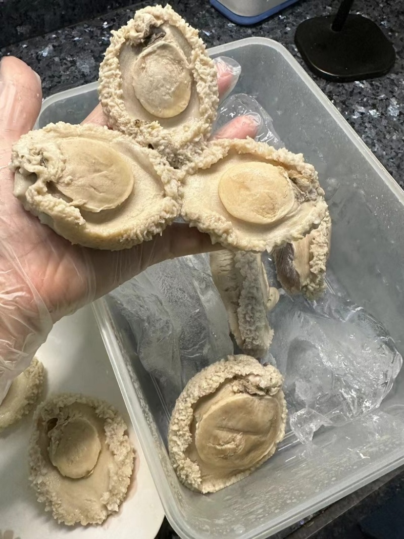 实惠南非干鲍，全规格鲍鱼价格实惠欢迎合作