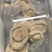 实惠南非干鲍，全规格鲍鱼价格实惠欢迎合作