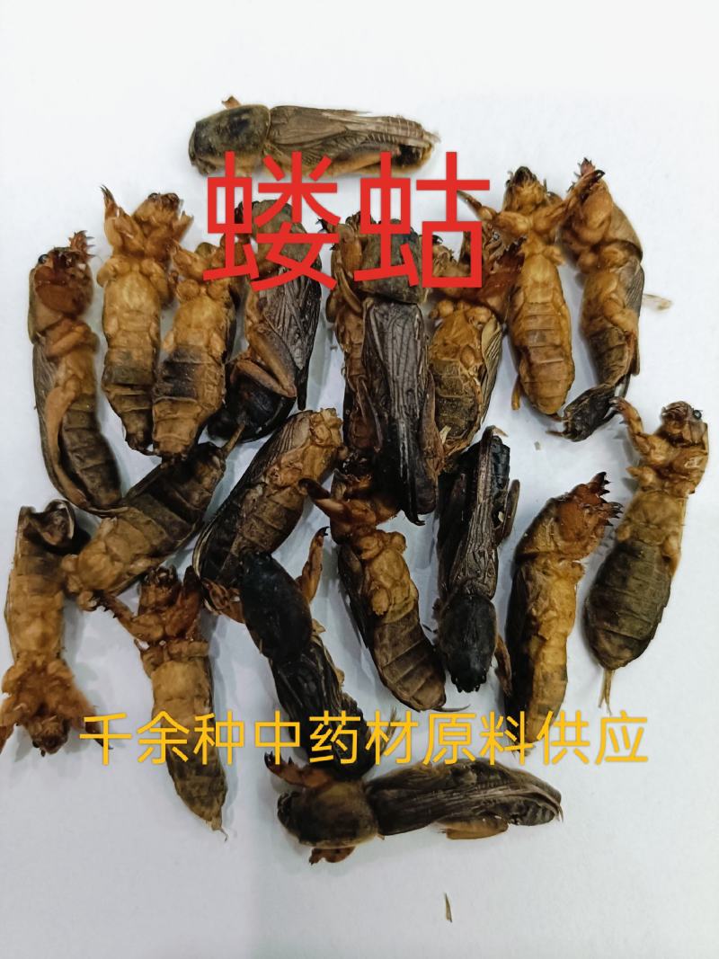 蝼蛄，中药材蝼蛄，蝼蛄干货质量保证，量大从优，联系！
