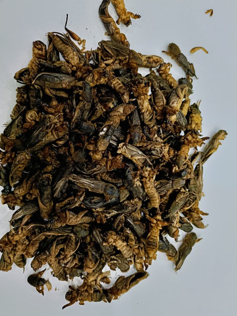 蝼蛄，中药材蝼蛄，蝼蛄干货质量保证，量大从优，联系！