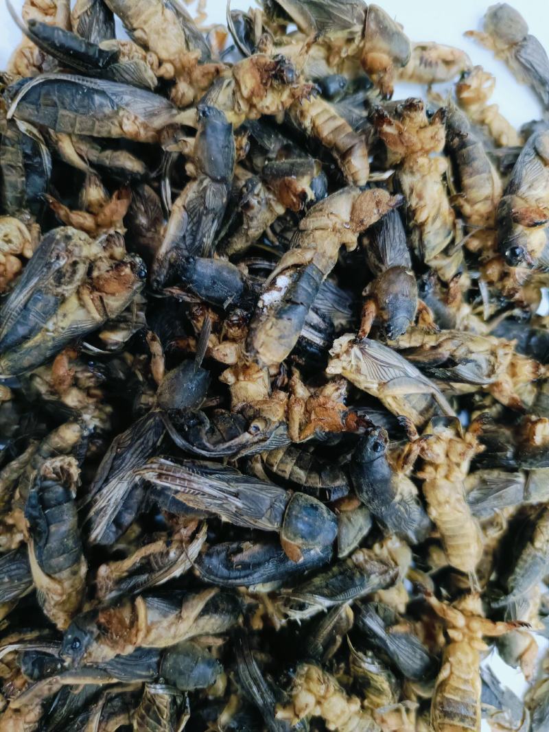蝼蛄，中药材蝼蛄，蝼蛄干货质量保证，量大从优，联系！