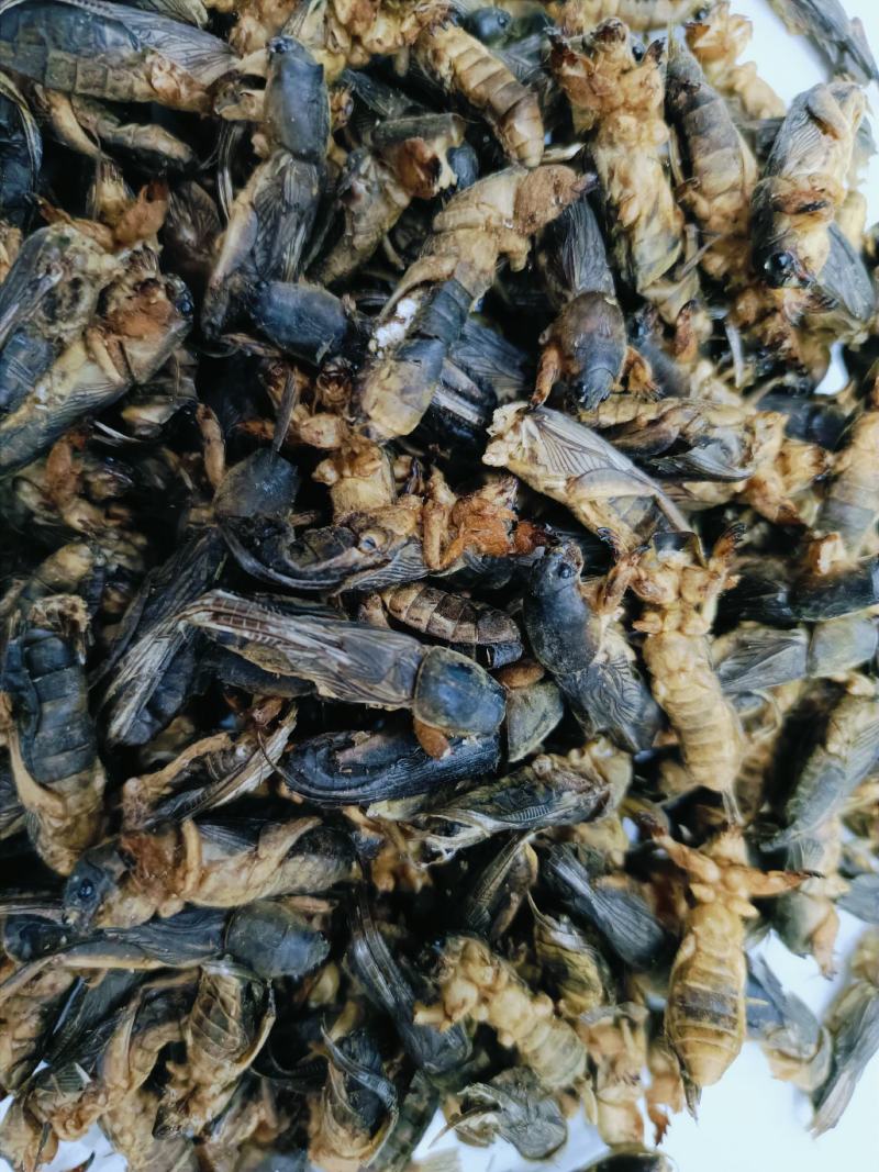 蝼蛄，中药材蝼蛄，蝼蛄干货质量保证，量大从优，联系！