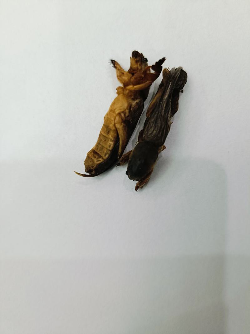 蝼蛄，中药材蝼蛄，蝼蛄干货质量保证，量大从优，联系！