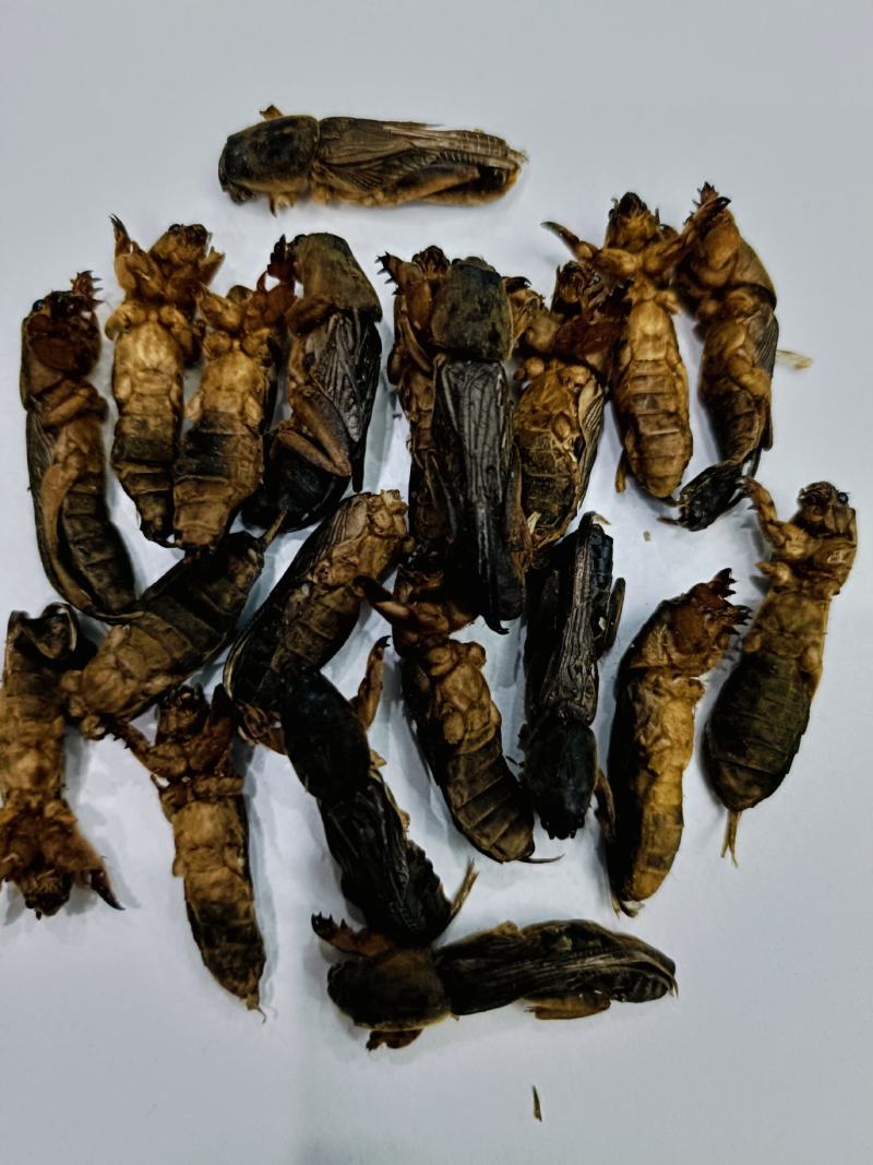 蝼蛄，中药材蝼蛄，蝼蛄干货质量保证，量大从优，联系！