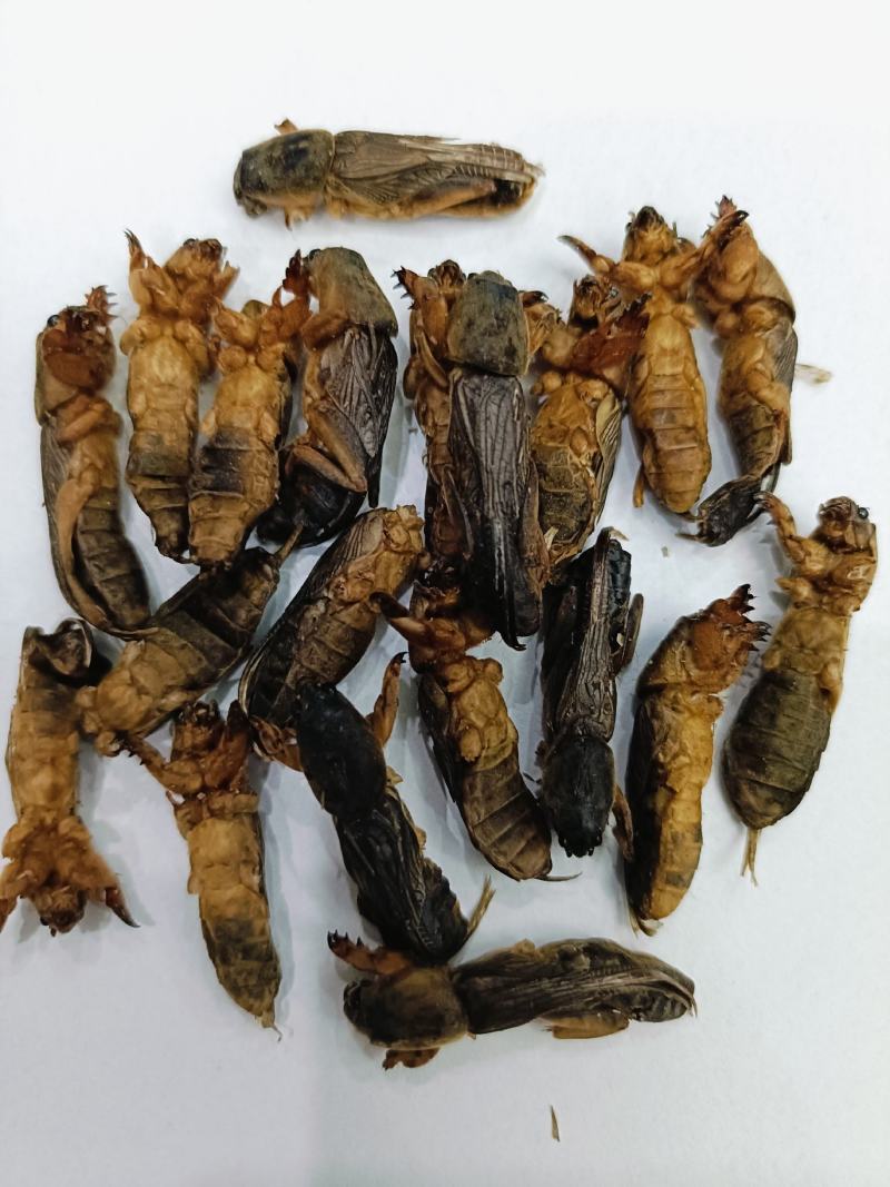 蝼蛄，中药材蝼蛄，蝼蛄干货质量保证，量大从优，联系！